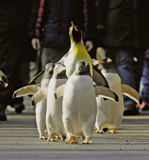 zoo_basel_pinguine.jpg